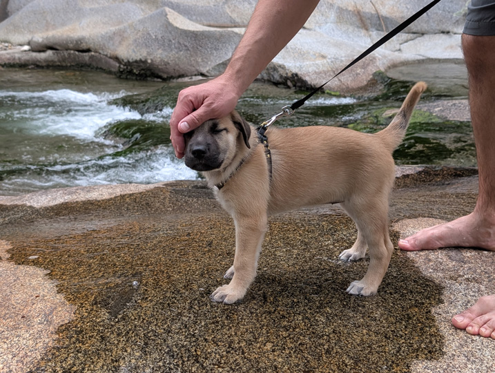 chinook dog